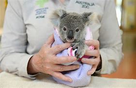 Image result for Australia Zoo Wildlife