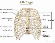 Image result for Thoracic Rib Cage