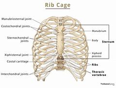 Image result for Rib Cage Parts