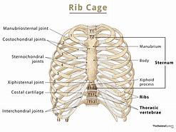 Image result for Rib Cage Bones JPEG
