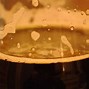 Image result for Beer Levin New Zealand