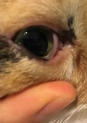 Image result for Cat Scratch Eye