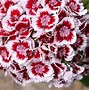 Image result for Dianthus in Container with Panseys