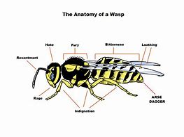 Image result for Anatomy of a Wasp