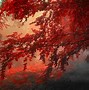 Image result for Red Tree Wallpaper 4K