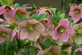 Image result for Hellebore Classic Coral