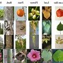 Image result for Plant Bulb Identification Chart