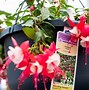 Image result for lowe's store plants