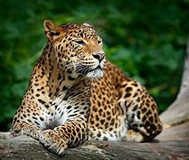Image result for Wild Animals Leopard