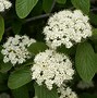 Image result for Flowering Trees and Shrubs