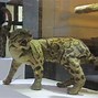 Image result for Extinct Animals Formosan Clouded Leopard
