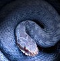 Image result for Wallpaper PC HD Snake