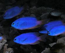 Image result for Neon Saltwater Fish