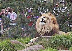 Image result for Zoo Animal Enrichment