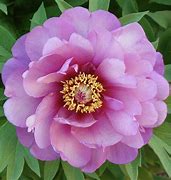 Image result for Fall Flowers at Lowe's