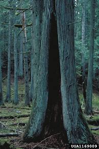 Image result for Red Cedar Timber