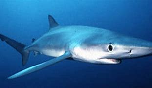 Image result for Atlantic Coast Shark Species