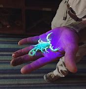 Image result for Scorpion Ultraviolet Light