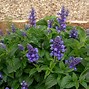 Image result for Blue Salvia Perennial Plant