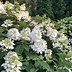 Image result for Fire Light® Hydrangea Shrub/Bush, 3 Gal- Huge Two-Tone Blooms On A Compact Form
