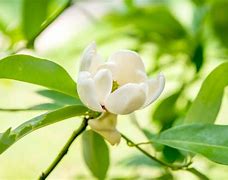 Image result for Sweetbay Magnolia - 2-3 Flowering Tree | Plantingtree