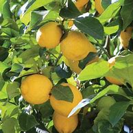 Image result for Big Lots Lemon Decor