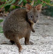 Image result for Pademelon