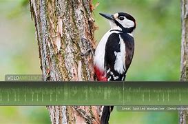 Image result for Woodpecker Bird Sounds