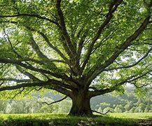 Image result for trees 