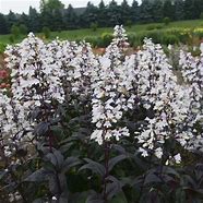 Image result for Onyx And Pearls Penstemon | Zone 3-8 | Pink | White | 40 - 42 Inches | Full Sun