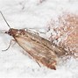 Image result for Pantry Moth Worms