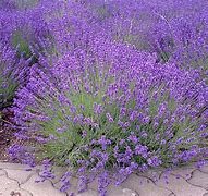 Image result for Lavender Perennial