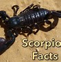 Image result for How Many Eyes Do Scorpions Have
