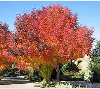 Image result for Flowering Shade Trees