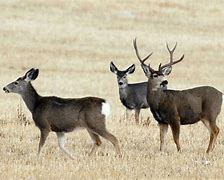 Image result for Arkansas deer CWD