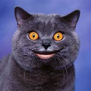 Image result for Smiling Cat
