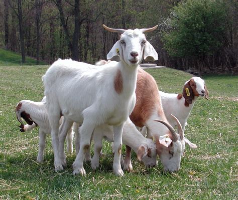 Goats   Goat Meat   Goat Milk   Picture of Goat   Crazy Goat   Goat  