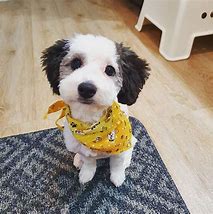 Image result for Maltipoo Puppy First Haircut