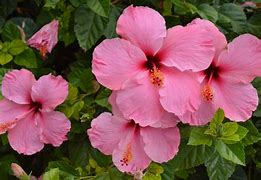 Image result for Perennial Flowers that Bloom all Summer