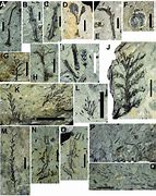 Image result for Plant Fossils Identification