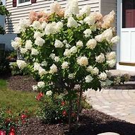 Image result for 3-4 Ft. - Limelight Hydrangea Tree - Huge Hydrangea Blooms On A Dwarf Tree, Outdoor Plant