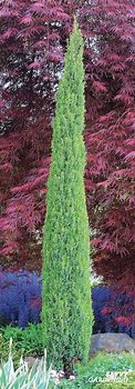 Image result for Narrow Growing Evergreen Trees