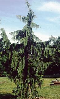 Image result for Alaska Cedar Tree