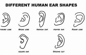 Image result for Different Ear Shapes Human