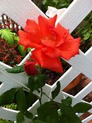 Image result for Blaze Of Glory Climbing Rose