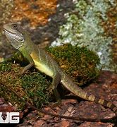 Image result for Baby Water Dragon