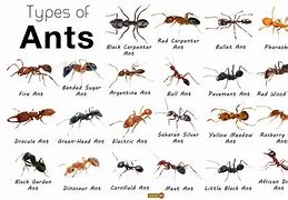 Image result for Different Colored Ants