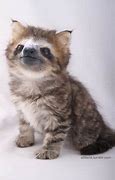 Image result for Sloth Cat
