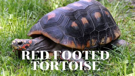 Best 8 Red Footed tortoise Facts, Size, Diet, Weight   Zoological World
