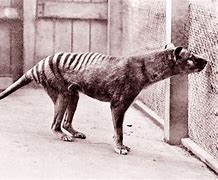 Image result for Real Tasmanian Tiger